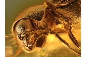 PTINIDAE XYLETININAE BEETLE in BALTIC AMBER 846