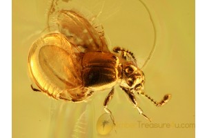 Pselaphinae Short-Winged Mold Beetle in BALTIC AMBER 915