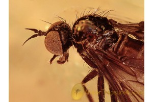 RHAGIONIDAE Nice Snipe Fly BALTIC AMBER 1088