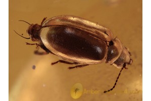 SCIRTIDAE Superb Marsh Beetle in BALTIC AMBER 1163