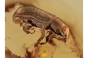 SCOLYTIDAE Great Bark Beetle in BALTIC AMBER 1167