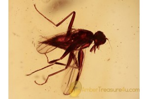 Superb EMPIDIDAE DAGGER FLY Inclusion BALTIC AMBER 1087