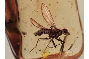 Superb Looking EMPIDID FLY in BALTIC AMBER 1141