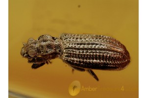 Superb Looking LATRIDIID BEETLE in BALTIC AMBER 1069