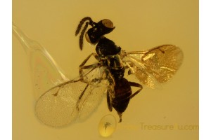 Superb PTEROMALIDAE WASP in BALTIC AMBER 759