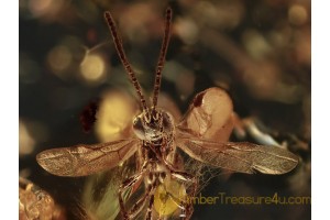 Superb Spread Wings WASP in BALTIC AMBER 1115