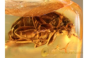 TENEBRIONIDAE Comb-Clawed Beetle in BALTIC AMBER 911