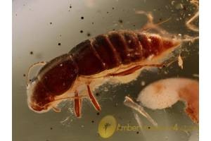 Unusual STAPHYLINIDAE EUAESTHETINAE Beetle in BALTIC AMBER 906