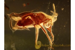 Well Preserved PLANT BUG Miridae in BALTIC AMBER 969