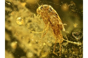 TRUE BUG NYMPH Exuviae in BALTIC AMBER 722