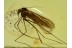 Well Preserved DIXIDAE Meniscus Midge in BALTIC AMBER 519