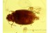 SCIRTIDAE CYPHON MARSH BEETLE in BALTIC AMBER 525