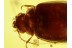 SCIRTIDAE CYPHON MARSH BEETLE in BALTIC AMBER 525