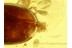 SCIRTIDAE CYPHON MARSH BEETLE in BALTIC AMBER 525