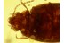 SCIRTIDAE CYPHON MARSH BEETLE in BALTIC AMBER 525