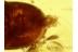 SCIRTIDAE CYPHON MARSH BEETLE in BALTIC AMBER 525