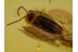 Artematopodidae Electribius  Plant BEETLE in BALTIC AMBER 576