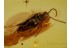 Artematopodidae Electribius  Plant BEETLE in BALTIC AMBER 576