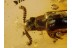 Unusual BEETLE Inclusion in BALTIC AMBER 577