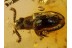 Unusual BEETLE Inclusion in BALTIC AMBER 577