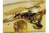 BRUCHINAE Bean WEEVIL in BALTIC AMBER  634