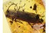 CERANBYCIDAE Nothorhina LONGHORN BEETLE  in BALTIC AMBER 635