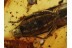 CERANBYCIDAE Nothorhina LONGHORN BEETLE  in BALTIC AMBER 635