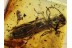 CERANBYCIDAE Nothorhina LONGHORN BEETLE  in BALTIC AMBER 635