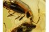 OMALIINAE 2 Ocellate Rove Beetles in BALTIC AMBER 632