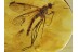 XYLOPHAGID FLY Inclusion in BALTIC AMBER  645