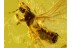 Enicocephalidae GNAT BUG in BALTIC AMBER 643