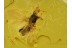 Enicocephalidae GNAT BUG in BALTIC AMBER 643