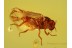 BLACK FLY Blood Feeding Simuliidae in Genuine BALTIC AMBER 653