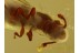 MONOTOMIDAE Root-Eating Beetle  in BALTIC AMBER 663