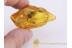 PHALACRIDAE Shining Flower Bettle in BALTIC AMBER 673