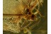 Great MATSUCOCCIDAE COCCID in BALTIC AMBER 702