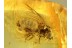 Simuliidae  Blood Feeding BLACK FLY in Genuine BALTIC AMBER 723