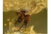 Superb BIBIONIDAE MARCH FLY in BALTIC AMBER 734