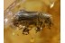 SCOLYTINAE BARK BEETLE in BALTIC AMBER 747