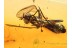 Large Unusual EMPIDID FLY in BALTIC AMBER 743