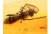 Large Unusual EMPIDID FLY in BALTIC AMBER 743