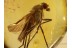 Great Looking Large RHAGIONID FLY in BALTIC AMBER 744