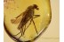 Great Looking Large RHAGIONID FLY in BALTIC AMBER 744