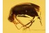 Perfect Mordellidae TUMBLING FLOWER BEETLE in BALTIC AMBER 751