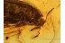 MELANDRYIDAE False Darkling BEETLE in BALTIC AMBER 752