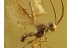 Great Tiny SCELIONIDAE WASP in BALTIC AMBER 760