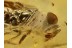 Nice ENCYRTIDAE WASP in BALTIC AMBER 761