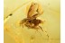 PHORIDAE Large Great SCUTTLE FLY in BALTIC AMBER 773