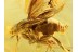 PHORIDAE Large Great SCUTTLE FLY in BALTIC AMBER 773