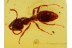 FORMICINAE Well Preserved ANT in BALTIC AMBER 796